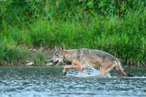 Wolf crossing San River